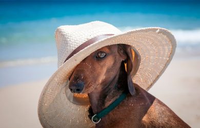 Bring Your Furry Friends to Paradise at Scrub Island Resort, Spa & Marina 